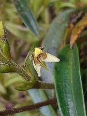 Pterichis