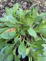 Ajuga australis