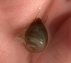 Planorbella scalaris