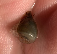 Planorbella scalaris