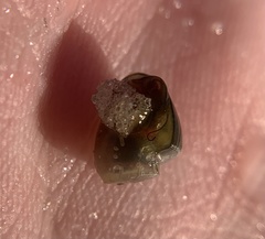 Planorbella scalaris