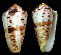 Conus aurisiacus