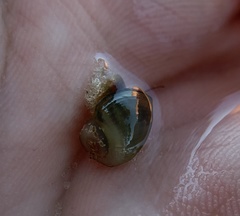 Planorbella scalaris