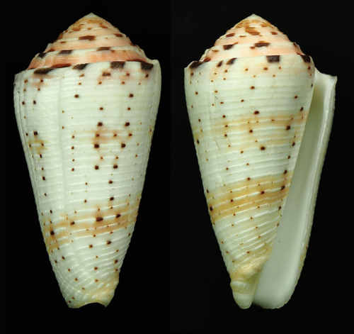 Conus aurisiacus observed 2015-11-21