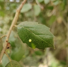Dryocosmus minusculus