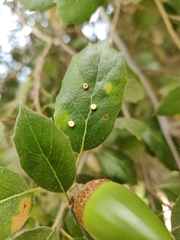 Dryocosmus minusculus