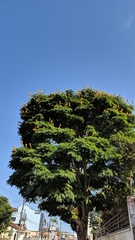 Cenostigma pluviosum