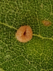 Dryocosmus minusculus