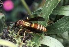 Polistes dorsalis