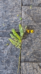 Cenostigma pluviosum