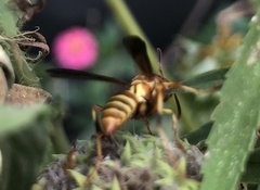 Polistes dorsalis