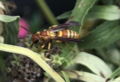 Polistes dorsalis