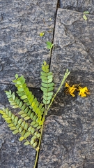 Cenostigma pluviosum