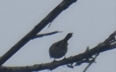 Mniotilta varia