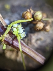Cuscuta cuspidata