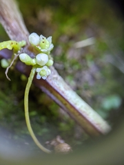 Cuscuta cuspidata