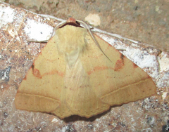 Ctenusa pallida