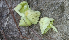 Leucocoprinus straminellus