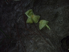 Leucocoprinus straminellus