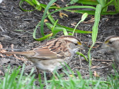 Zonotrichia albicollis