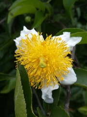 Oncoba spinosa