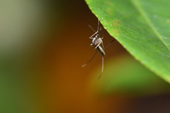 Aedes atlanticus
