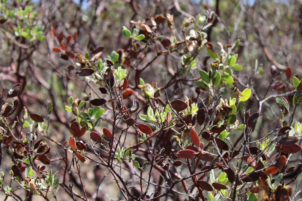 pointleaf manzanita from Villa Hidalgo, Jal., México on September 25 ...