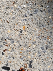 Dasymutilla occidentalis