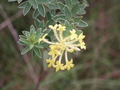 Lasiosiphon anthylloides