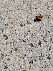 Dasymutilla occidentalis