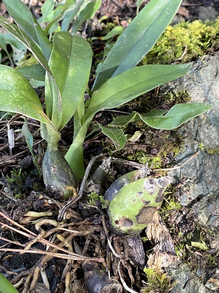 Prosthechea michuacana
