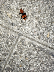 Dasymutilla occidentalis