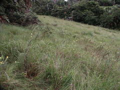 Lasiosiphon anthylloides