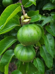 Oncoba spinosa