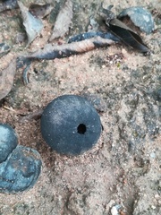 Oncoba spinosa