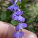 Lobelia hartwegii
