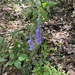 Lobelia hartwegii 2