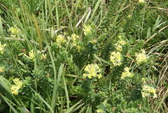 Lasiosiphon anthylloides