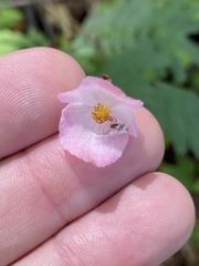 Begonia pedata