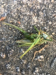 Hubbellia marginifera