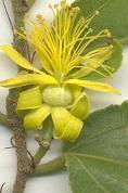 Grewia caffra