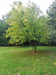 Aesculus × neglecta