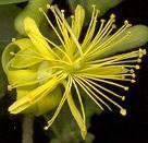 Grewia caffra