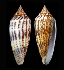 Conus australis
