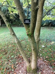 Aesculus × neglecta