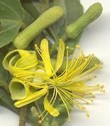 Grewia caffra