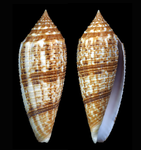Conus australis observed 2017-01-20