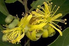 Grewia caffra