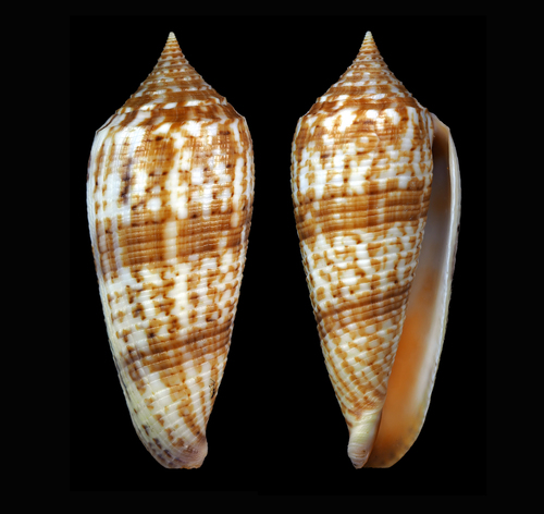Conus australis observed 2017-01-20