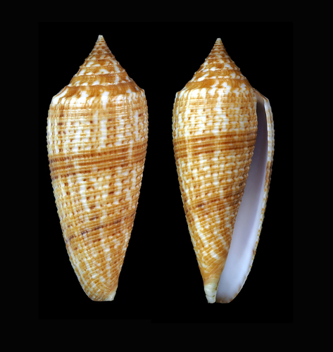 Conus australis observed 2017-01-20